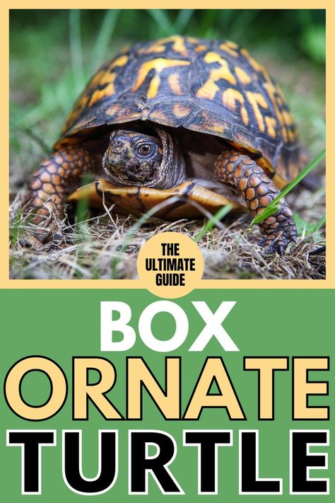 Box Tortoise, 3 Toed Box Turtle, Box Turtle Food, Box Turtle Habitat, African Sideneck Turtle Habitat, Ornate Box Turtle Habitat, Land Turtles, Eastern Box Turtle, Turtle Care