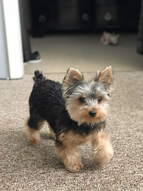 Grey Yorkie, Yorkie Puppy Haircuts, Miniature Yorkshire Terrier, Biewer Yorkie, Teacup Yorkie Puppy, Dog Mommy, Very Cute Puppies, Yorkie Terrier, Yorkie Dogs