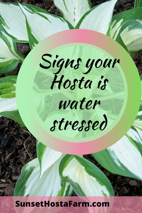 Hosta Care Tips, Hosta Gardens Layout, Yard Flower Bed Ideas, Front Yard Flower Bed Ideas, Front Yard Flower Bed, Nature Parks, Hosta Care, Spring Chalkboard, Homestead Gardening