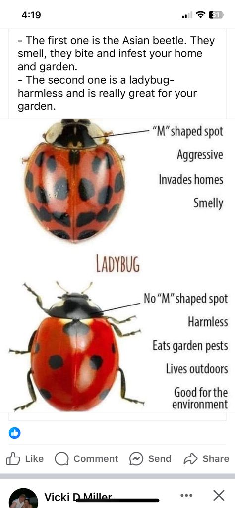 Asian Lady Beetles, Asian Beetle, Bug Spray Recipe, Garden Bugs, Home Vegetable Garden, Animal Facts, Garden Pests, Veggie Garden, Beetles