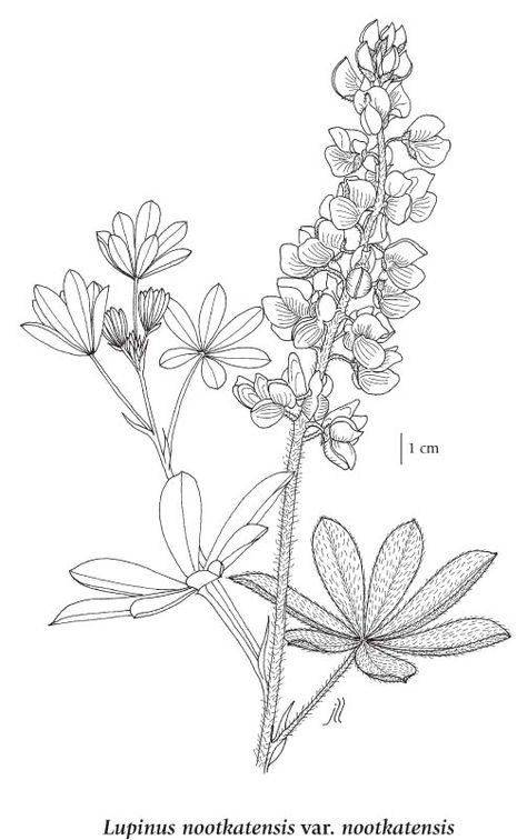 Lupine Flower Drawing, How To Draw Lupine Flowers, Bluebonnet Drawing, Lupine Flowers Tattoo, Lupine Drawing Simple, Lupine Drawing, Lupin Drawing, Lupin Drawing Flower, Lupine Tattoo