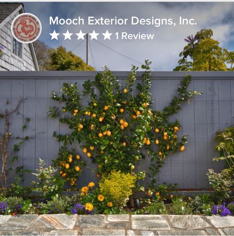 Espalier orange tree Orange Tree Front Yard, Espalier Citrus Trees, Fruit Tree Hedge, Citrus Trees Landscape, Citrus Hedge, Tree Garden Design, Espalier Fruit Trees, Fenced Vegetable Garden, Trees Garden