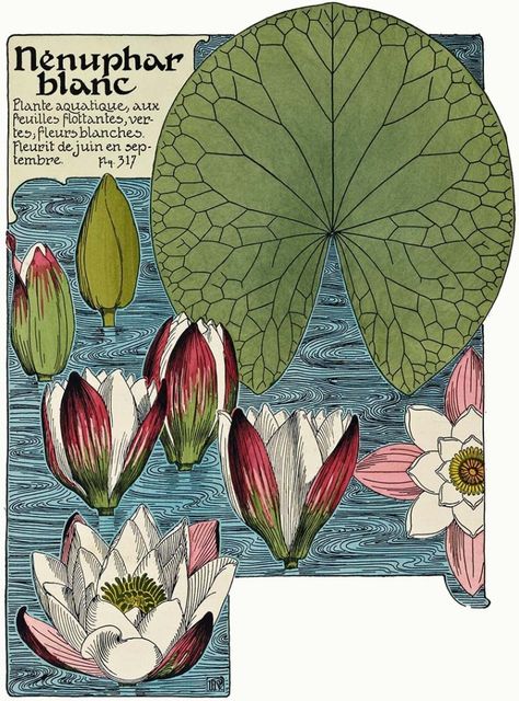 Art Nouveau Floral Illustration, Art Nouveau Flowers Illustration, Water Lily Plant, Fleurs Art Nouveau, White Water Lily, Lily Plant, Illustration Art Nouveau, Plant Study, Art Nouveau Illustration