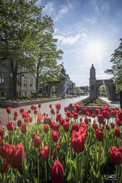 The Sample Gates at Indiana University Indiana Bloomington, Bloomington Indiana Aesthetic, Indiana Bloomington University, Iu Bloomington Aesthetic, University Of Indiana, Iu Bloomington, Indiana University Aesthetic, University Of Indianapolis, Indiana University Bloomington