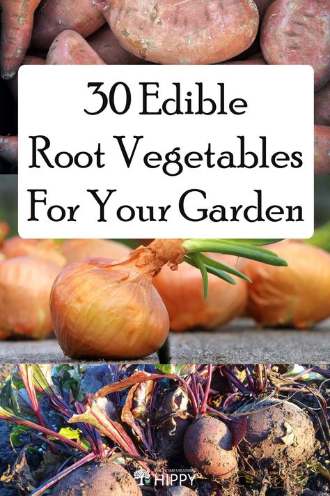 Shallow Root Vegetables, Root Crops Vegetables, Rooted Vegetables, Edible Roots, Vegetable Plant Root Depth, Winter Root Vegetables, Homestead Gardening, Healthy Fruits And Vegetables, Best Garden Tools