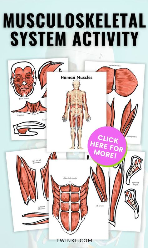 Muscular System Activity For 3rd to 5th Grade. Worksheets showing the human body inside Skeletal And Muscular System Activities, Muscle Activities For Kids, Muscular System Project, Muscular System For Kids, Muscle Project, Muscular System Activities, Muscular System Anatomy, Camp Director, Muscle System