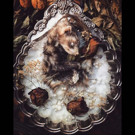 💉ToxicTreasures Taxidermy💉 on Instagram: “*sold* Elegant Repose Mummified Ferret -Mummified ferret encased in a bed of hand grown crystals, antique costume pearls, quartz crystals…” Taxidermy Art Weird, Real Vampires, Growing Crystals, Taxidermy Art, High Elf, Quartz Crystals, Taxidermy, Ferret, Pets Cats