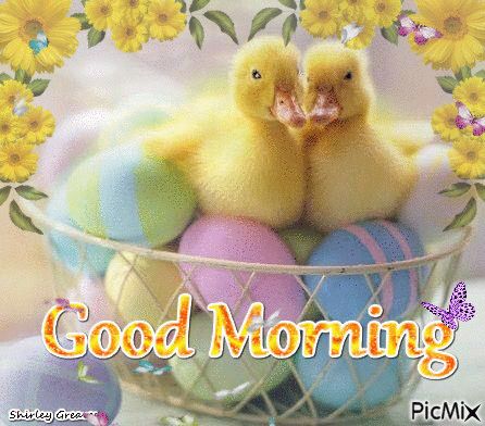 Yellow Ducks Good Morning Gif Pictures, Photos, and Images for Facebook, Tumblr, Pinterest, and Twitter Gud Morning Pics, Gud Morning Images, Funny Good Morning Images, Gud Morning, Free Good Morning Images, Positive Good Morning Quotes, Cute Good Morning Images, Good Morning Images Hd, Good Morning Wallpaper