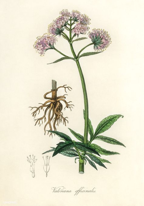 Valerian (Valeriana officinalis) illustration from Medical Botany (1836) by John Stephenson and James Morss Churchill. | free image by rawpixel.com Valerian Plant, Valerian Flower, Night Plants, Valeriana Officinalis, Calming Herbs, Illustration Botanique Vintage, Herbs Illustration, Botany Illustration, Botanical Drawing