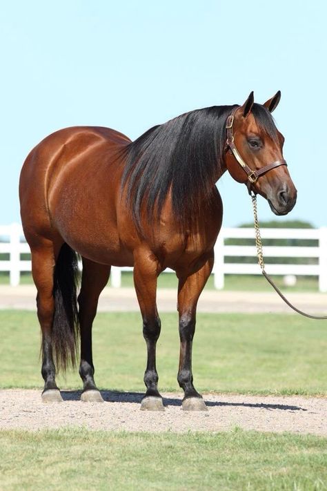 Bay quarter horse Brown Quarter Horse, Quater Horses, Bay Quarter Horse, Brown Horses, Horse For Sale, Gorgeous Horses, Bay Horse, Quarter Horses, Types Of Horses