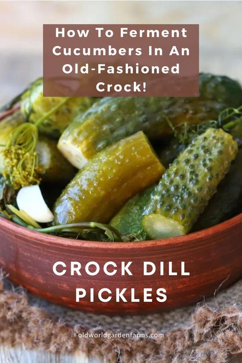 Fermented dill pickles in a ceramic bowl. From oldworldgardenfarms.com. Fermenting Cucumbers, Fermenting Crock Recipes, Fermented Dill Pickles Recipe, Preserve Cucumbers, Fermented Pickles Recipe, Make Dill Pickles, Making Dill Pickles, Make Pickles, Homemade Pickles Dill