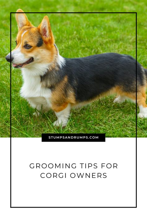 When grooming your corgi, you should avoid this. Check out these corgi grooming tips and tricks to do instead. Corgi Must Haves, Corgi Haircut Styles, Corgi Haircut, Corgi Grooming Styles, Corgi Stuff, Cowboy Corgi, Corgi Breeds, Crate Training Puppy, Cute Corgi Puppy