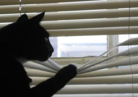 Ten Cats Peeking Through Blinds That Will Make you Smile Cat Peeking, Sense Of Humor, What You Think, You Think, Blinds, Top 10, Sign Up, Sense, Humor