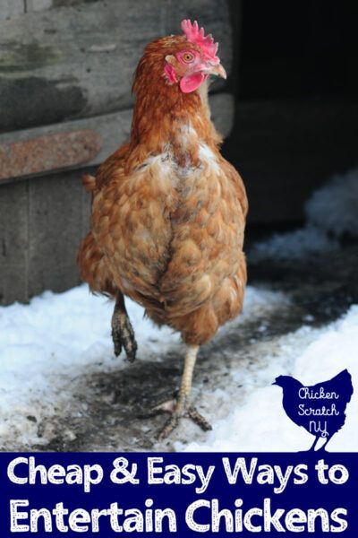 Chicken Backyard, Australorp Chicken, Aesthetic Chicken, Chicken Story, Chickens Farm, Chicken Diet, Meal Worms, Raising Chicks, Portable Chicken Coop