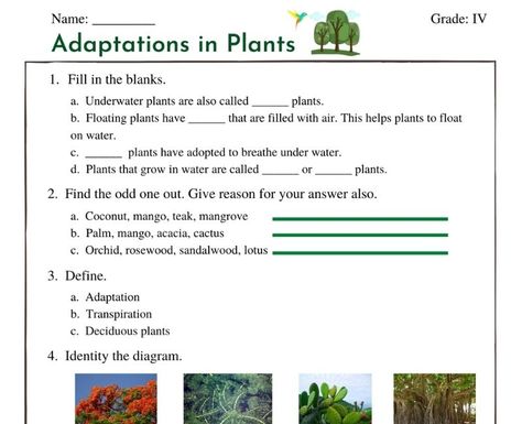 Adaptations in Plants Adaptation In Plants, Plant Adaptations Activities, Class 4 Worksheets, Adaptations Science, Plant Adaptations, Plants Worksheets, Esl Grammar, Geography Worksheets, Plant Activities