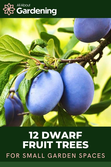 Easiest Fruit Trees To Grow, Fastest Growing Fruit Trees, Self Pollinating Fruit Trees, Fruit Tree Garden Design Landscaping, Mango Trees Garden, Fruit Trees For Zone 8, Zone 8 Fruit Trees, Columnar Fruit Trees, Fruit Trees Backyard Landscaping