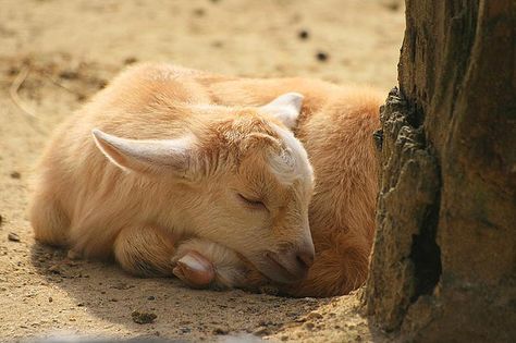 Sleeping baby goat. Goat Laying Down, Grammy Tattoo, Goat Sleeping, Baby Goat, Baby Goats, Inspiring Art, Work Ideas, Baby Sleep