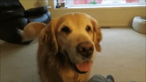 dog smiling golden pup cute dog golden retriever parker good boy happy dog wagging tail parkerpup golden retriver smile New GIF on Giphy #Dog #Pet #PetRescue Dog Wagging Tail, Happy Birthday Golden Retriever, Golden Retriever Smile, Golden Retriever Gif, Dog Smiling, Dog Golden Retriever, Golden Retriever Funny, Smile Gif, Boy Gif