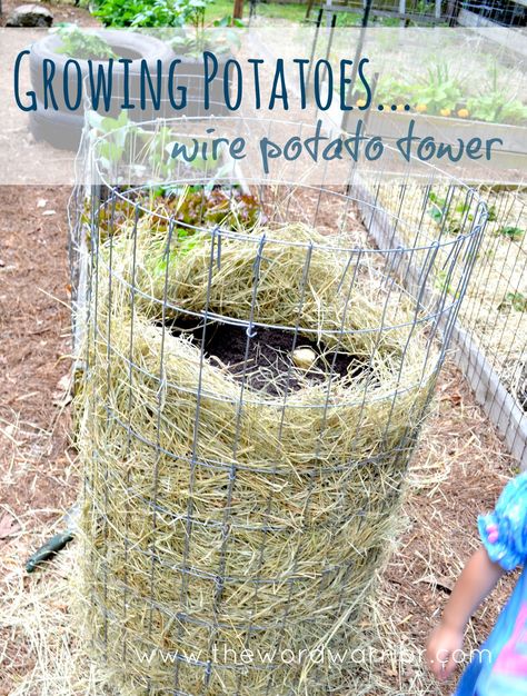 Ways To Grow Potatoes, Harvesting Potatoes, Potato Tower, Container Potatoes, Potato Gardening, Grow Potatoes, Brown Hairstyles, Tattoo Plant, How To Store Potatoes