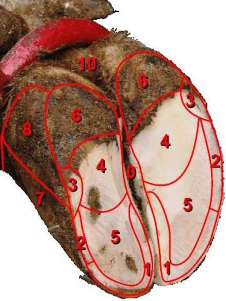 Hoof Reference, Goat Bedding, Trimming Goat Hooves, Goat Hoof Trimming, Goat Hooves, Nigerian Goats, Goat Playground, Miniature Goats, Goat Toys