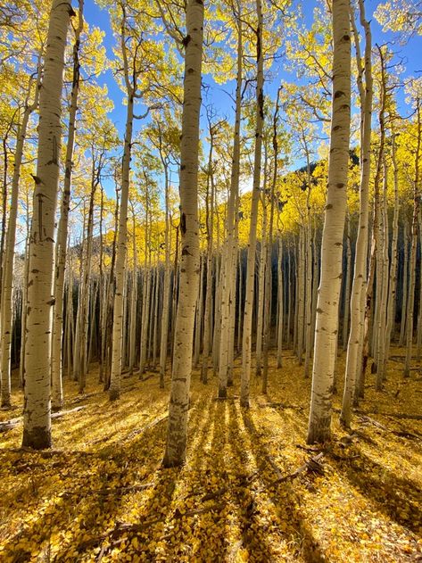 Aspen Tree Wallpaper, Arizona Sunrise, Tree Wallpaper Mural, Aspen Tree, Flagstaff Arizona, Aspen Trees, Reverse Image Search, All I Ever Wanted, Tree Wallpaper