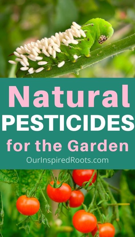 All Natural Garden Pesticide, Natural Tomato Plant Pesticide, Home Made Pesticides For Plants, Natural Pesticides For Vegetable Garden, Natural Garden Pest Control, Natural Pesticide For Vegetables, How To Keep Bugs Out Of Garden, Diy Pesticide For Vegetables, Natural Insecticide For Plants