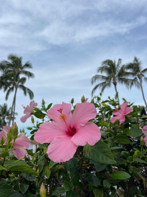 Fairycore Wallpaper, Hibiscus Wedding, Pink Hibiscus Flower, Hibiscus Plant, Pink Hibiscus, Pink Tropical, Lovely Flowers Wallpaper, Nothing But Flowers, Flower Therapy