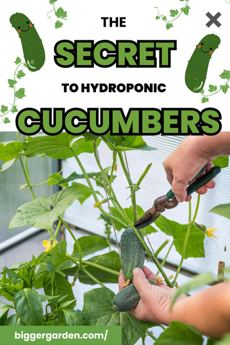 Hydroponic Cucumbers Hydroponic Gardening Diy, How To Grow Cucumbers, Indoor Hydroponic Gardening, Hydroponic Gardening System, Grow Cucumbers, Hydroponic Vegetables, Cucumber Gardening, Cucumber Varieties, Cucumber Trellis