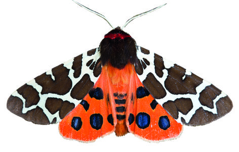 They might not be considered as beguiling and romantic as butterflies, but they are beautiful. Here's our simple guide to identifying British moths. Ecosystem Illustration, Garden Tiger Moth, British Moths, Weird Insects, Woolly Bear, Tiger Moth, Butterfly Poster, Beautiful Bugs, Insect Art