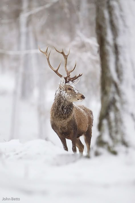 Blessed Yule, Deer Photography, Watercolor Paintings Of Animals, Aesthetic Animals, Deer Pictures, Tattoo Animal, Animal Print Wallpaper, Deer Art, Anime Tattoo