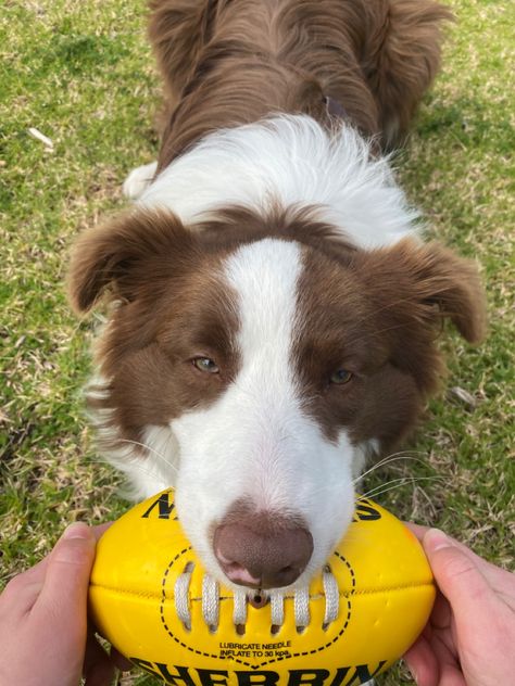 Brown Border Collie, Golden Retriever Mix Border Collie, Tri Colour Border Collie, Tri Colored Border Collie, Dog Bread, Old Border Collie, Border Collie Brown And White, Silly Animals, Border Collie