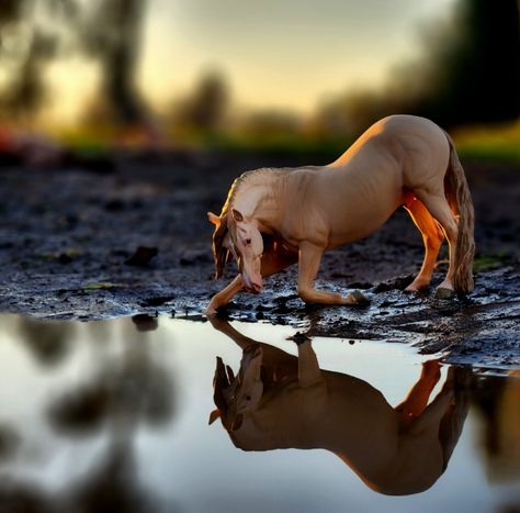 Schleich Photography, Breyer Photography, Schleich Horses Stable, Schleich Horses, Diy Horse Barn, Horse Model, Bryer Horses, Equine Artwork, Cute Horse Pictures