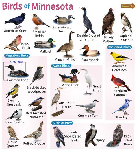 List of Common Birds Found in Minnesota – Facts with Pictures Galapagos Islands Animals, Birds Species, Minnesota Birds, Bird Cupcakes, Omnivorous Animals, Minnesota Nature, Different Types Of Birds, Oviparous Animals, Poisonous Animals