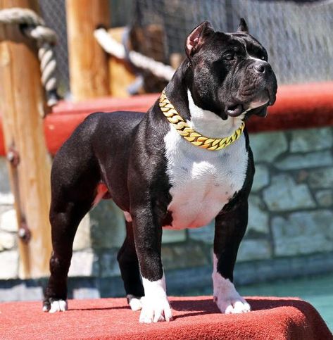 Swole Dogs Pit Monster, Pitbull Dog Breed, Bully Breeds Dogs, Big Dog Breeds, Shepherd Dog Breeds, Scary Dogs, American Pitbull, Bully Dog, Pretty Dogs