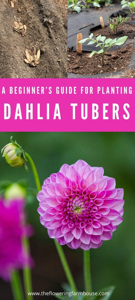 Daliah Flower, Dahlia Flower Garden, Planting Dahlias, Flower Garden Layouts, Dahlia Bulbs, Dahlia Tubers, Dahlias Garden, Growing Dahlias, Garden Bulbs