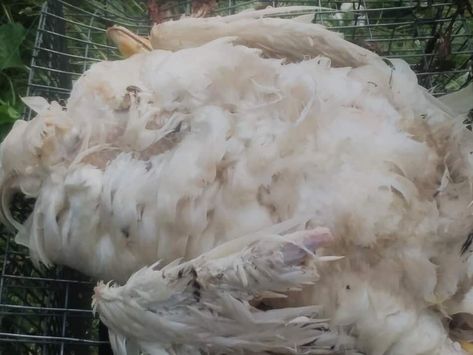 How To Pluck A Chicken, Plucking Chickens, Raising Meat Chickens, Chicken Processing, Chicken Plucker, Farm Livestock, Meat Processing, Chicken Pictures, Laying Hens