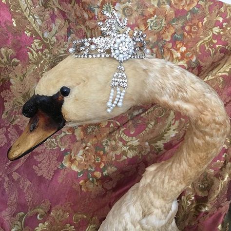 Antique huge taxidermy swan🎀for sale… Victorian Taxidermy, Haunted Dolls, 1st Apartment, Furniture Antique, Vintage Interior, Antique Toys, Off White Color, Taxidermy, Antique Dolls