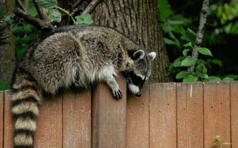 How To Deter Raccoons From Your Yard {14 Easy Ways} » Birds & Wild How To Get Rid Of Raccoons In Your Yard, How To Get Rid Of Raccoons, How To Deter Raccoons, Racoon Repellent, How To Get Rid Of Possums In Your Yard, Skunk Deterrent Backyards, Keep Raccoons Out Of Garden, Raccoon Repellent, Getting Rid Of Raccoons