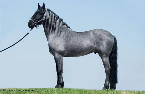 Carletto, 3yo blue roan Murgese stallion. Murgese Horse, Blue Roan Horse, Horse Armour, Roan Horse, Horse Inspiration, Blue Roan, Horse Dressage, Andalusian Horse, Wild Mustangs