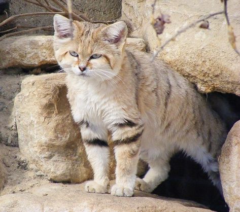 Sand Cats, Wild Cat Species, Gatos Cool, Small Wild Cats, Sand Cat, Big Cat Rescue, Cat Species, Kitten Pictures, Cute Animals Images