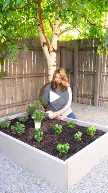 Stacy Risenmay on Instagram: "Are you growing basil this year? 🌱 Here are ways to preserve it so you can enjoy it all year! #basil #growingbasil #herbgarden #herbgardening #preservingherbs" Storing Fresh Vegetables, Basil Garden, Flavored Salt, Texas Garden, Preserving Herbs, Canning Vegetables, Growing Basil, Canning Food Preservation, Veggie Dinner