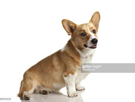 Dog Full Body Reference, Corgi Sitting, Body Picture, Pembroke Welsh Corgi, Corgi Dog, Body Reference, Welsh Corgi, Dog Sitting, Art References