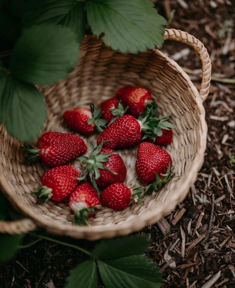 Berries Photography, Homemade Juice, Strawberry Fields Forever, Wild Berries, Farm Photography, Strawberry Patch, Farm Photo, Strawberry Fields, Harvest Season