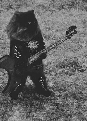 Absurd black metal cat Rock Aesthetic Pfp, Metalhead Cat, Tristan Core, Black Metal Pfp, Metal Pfp, Metalhead Aesthetic, Heavy Metal Cat, James Core, Punk Cats