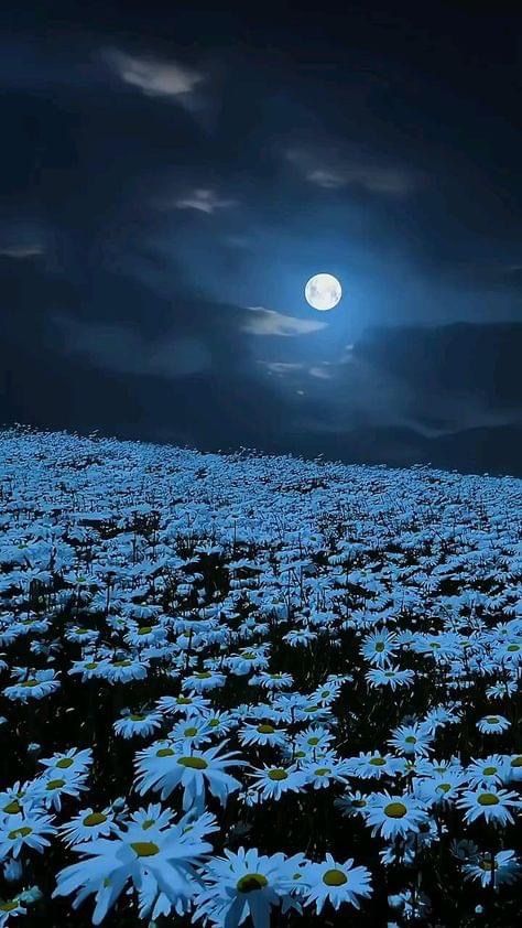 Background Screensavers, Blue Aesthetic Grunge, Blur Picture, Iphone Wallpaper Cat, Beautiful Night Sky, Blue Moon Photography, Scenery Background, Iphone Wallpaper Hd Nature, Night Flowers