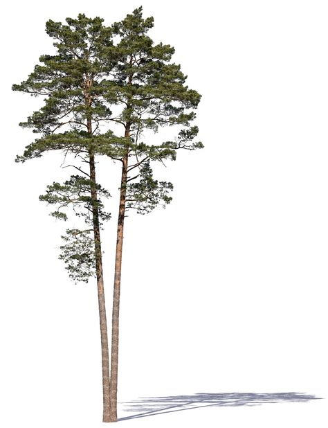 Cut out two pine trees in sunlight Tree Plan Png, Tree Architecture, Tree Cutout, Pine Tree Drawing, Tree Cut Out, Landscape Architecture Graphics, Tree Photoshop, Pine Tree Tattoo, Tree Plan