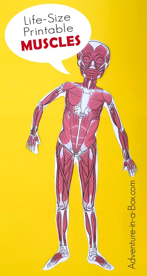 Life-Size Printable Muscular System for Kids Life Size Human Body Printables, Muscular System Model, Muscle Activities For Kids, Anatomy Muscles Study, Muscular System Project, Muscular System For Kids, Muscular System Activities, Apologia Anatomy, Human Body Muscles