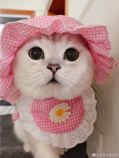 Cat Assesories Aesthetic, Assesories Aesthetic, Cute Cat Face, Image Chat, Cat Fashion, Cute Friend Pictures, Dog Dress, Cute Animals Images, Animal Projects