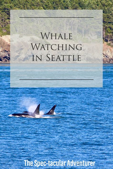 Whale Watching in Seattle, WA | Where to go Whale Watching in Seattle Washington Seattle Travel Guide, Seattle Vacation, Washington Trip, Washington State Travel, Seattle Trip, Seattle Travel, Washington Travel, Beach Pictures Friends, Orca Whales