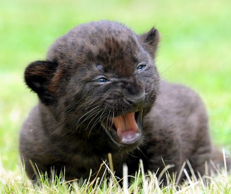 MOOOOOOOOOM Panther Cub, Baby Panther, Animal Tracks, Black Panthers, Majestic Animals, Cat Stuff, Hyena, Beautiful Animals